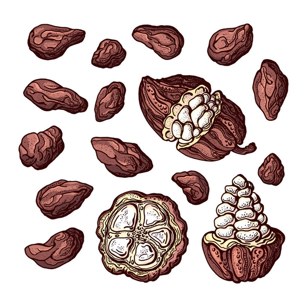 ココアセットベクトル成分豆、果物を切る  - ベクター画像