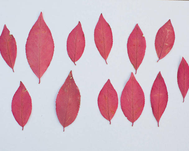 bright pink autumnal leaves close up on a white background - 写真・画像