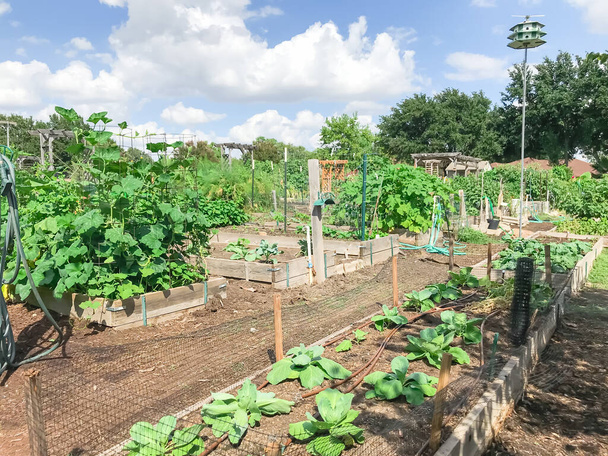 Coltivazione urbana giardino comunitario con colture mature verdi vicino Dallas, Texas
 - Foto, immagini