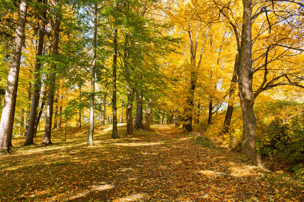 Autumn foliage in nature green forest - Fotoğraf, Görsel