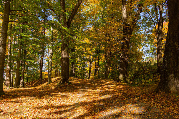 herfst landschap met weg- en prachtige gekleurde bomen - Foto, afbeelding