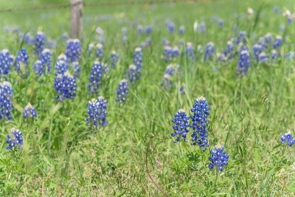 Bluebonnet-Felder entlang rustikalem Stahldrahtzaun in der Landschaft von Texas, Amerika - Foto, Bild