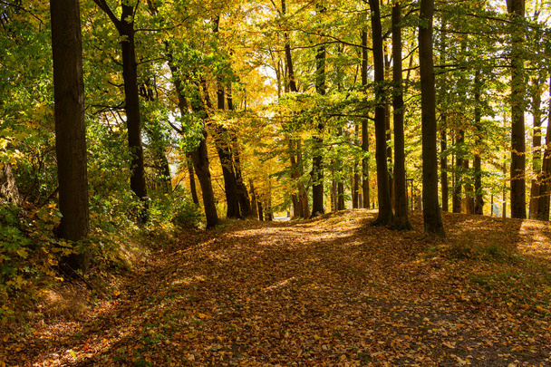 jesień krajobraz z drogi i pięknych kolorowych drzew - Zdjęcie, obraz
