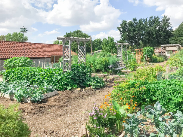 テキサス州ダラス近郊の緑の成熟した作物を持つ都市栽培コミュニティガーデン - 写真・画像