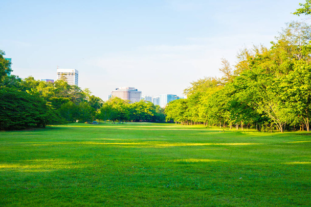 Sunset park green lawn with tree - 写真・画像
