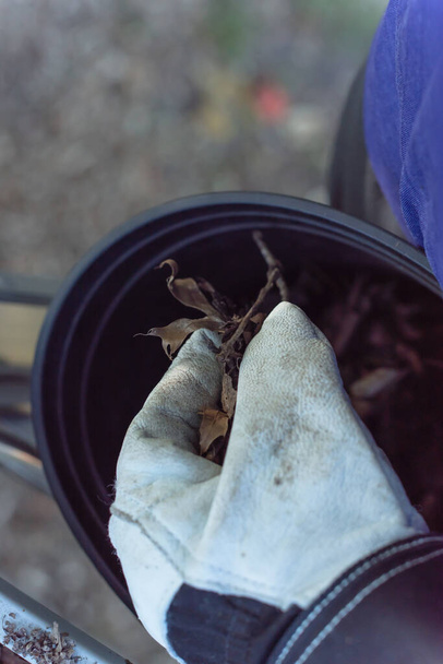 La mano cercana con guantes deja caer las hojas secas y la suciedad en el cubo de la limpieza de la alcantarilla
 - Foto, imagen