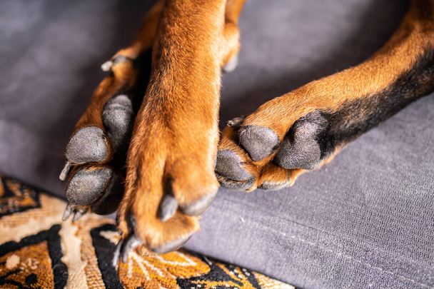 brown paws of an adult dog lie on the bed - Fotó, kép