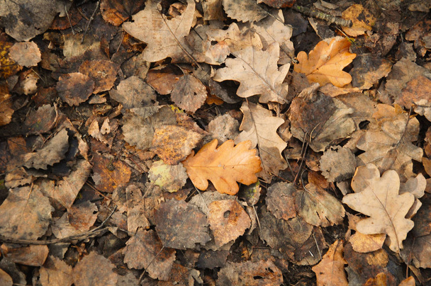 fallen autumn oak leaves with dew drops - Foto, Imagem