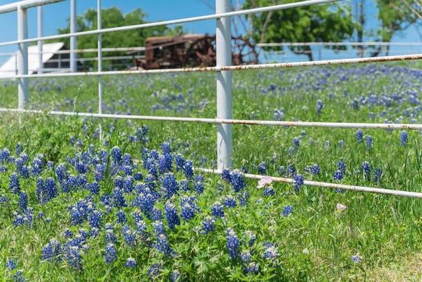 Поля голубого цвета вдоль ржавого белого забора в сельской местности Техаса, Америка
 - Фото, изображение