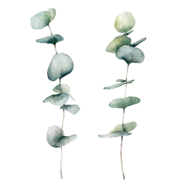 Conjunto de eucalipto azul bebé acuarela. Hojas redondas de eucalipto pintadas a mano y rama aislada sobre fondo blanco. Ilustración floral para diseño, impresión, tela o fondo
. - Foto, imagen