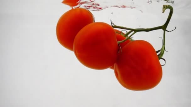 Λαχανικά κόκκινες ντομάτες βυθίζονται αργά στο νερό σε λευκό φόντο - Πλάνα, βίντεο