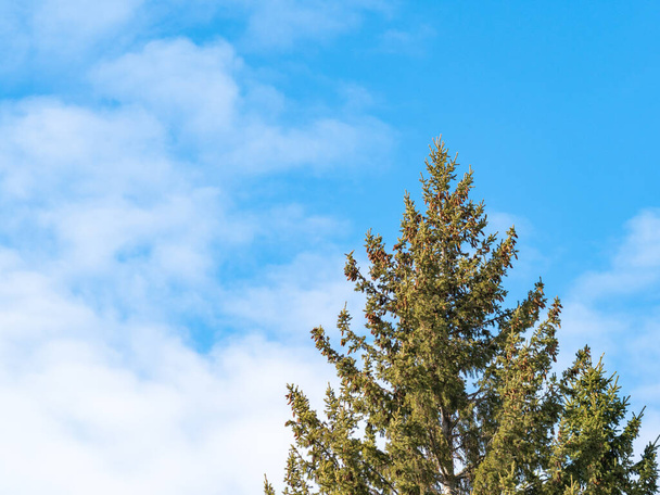 Green spruce branches against a blue cloudy sky. - Fotoğraf, Görsel