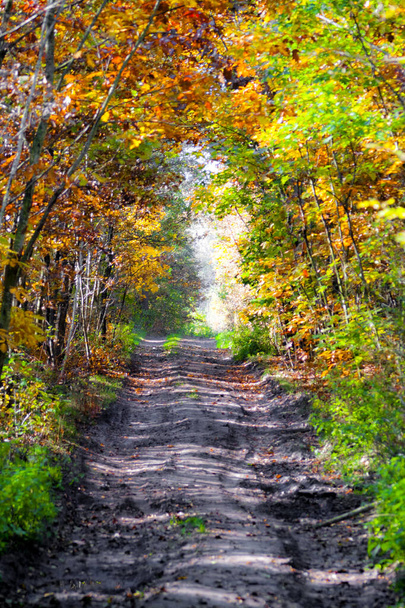 Black dirt road in the autumn forest - Φωτογραφία, εικόνα
