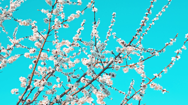 Kirschblüten im April vor blauem Himmel - Filmmaterial, Video