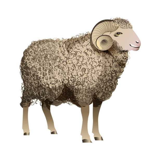 現実的な羊をベクトルします。 - ベクター画像