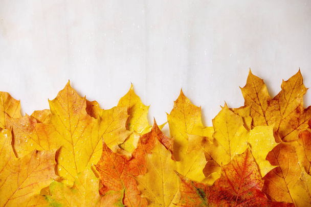 gele herfstbladeren esdoorn - Foto, afbeelding