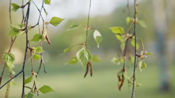 Fresh young birch leaves and catkins shallow depth of field - 映像、動画