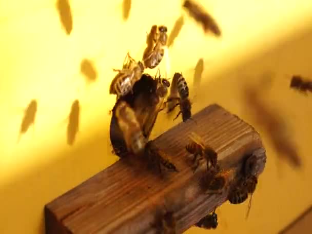  Μέλισσα από κοντά. Μέλισσες στην κυψέλη των μελισσών. Σμήνη μελισσών. - Πλάνα, βίντεο