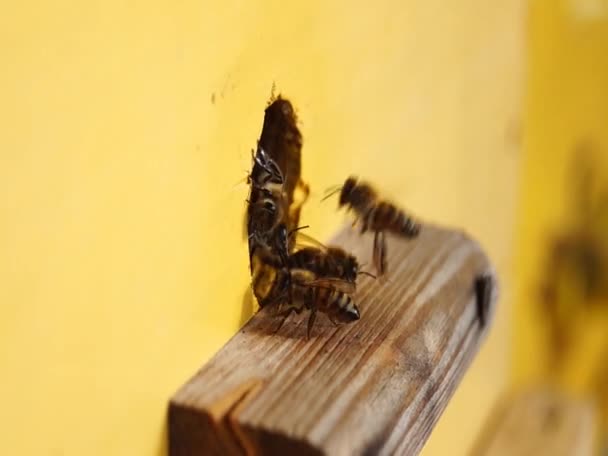  Zblízka včela. Včely v úlu. Roj včel. - Záběry, video
