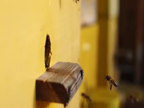 Pszczoła zamyka. Pszczoły w ulu pszczół. Rój pszczół. - Materiał filmowy, wideo