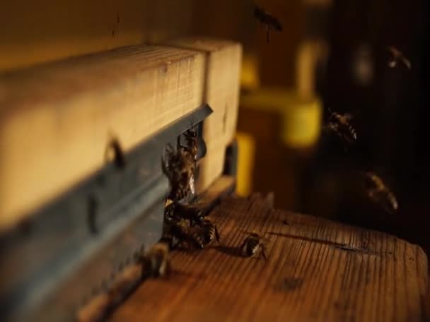  Bee close up. Bees at the bee hive. Swarm of bees. - Filmagem, Vídeo