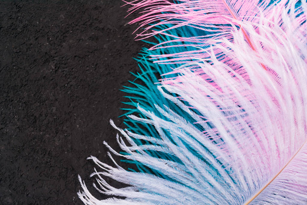 Gekleurde struisvogelveren op een texturale zwarte achtergrond. Kopieerruimte. - Foto, afbeelding