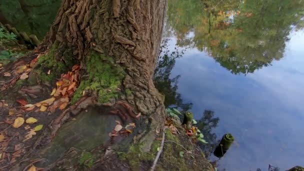 Tree, Fallen Leaves And Reflections of Trees At The Lake In Autumn, Slow-Mo Pan - Footage, Video