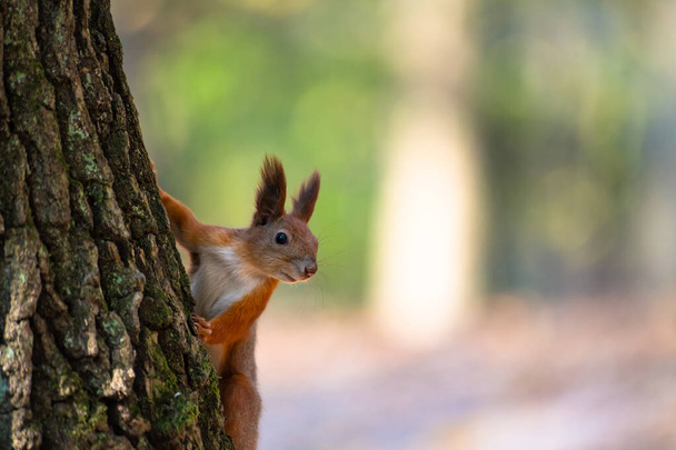 Eichhörnchen auf Herbst Baum Natur Tier wildes Leben überleben  - Foto, Bild