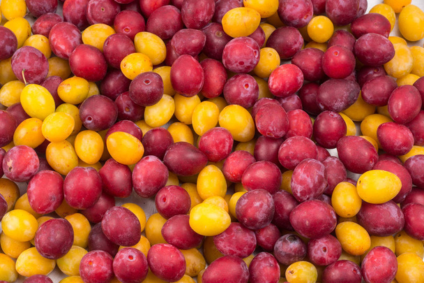 background of beautiful home plums. Organic red and yellow plums - Foto, Bild