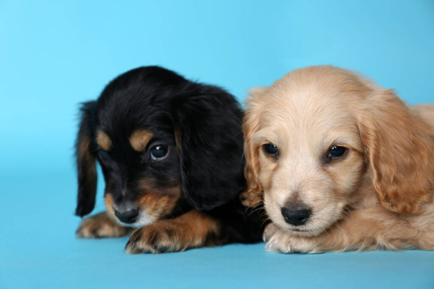 Cute English Cocker Spaniel puppies on light blue background - Foto, afbeelding