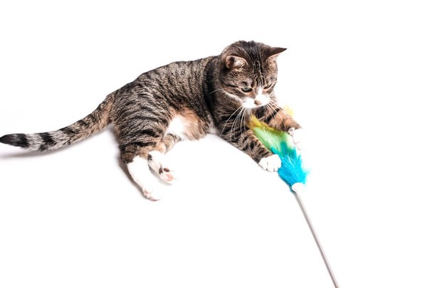 Кот с кистью, метла для очистки пыли
.  - Фото, изображение