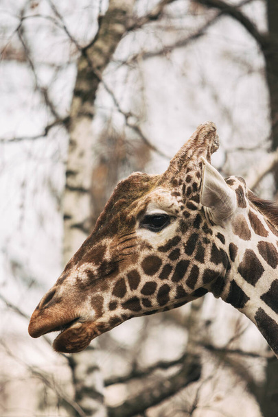 Retrato de um jovem macho reticulado Girafa, Giraffa camelopardalis reticulata. Feche o retrato da girafa Masai. Girafa detalhe cabeça
 - Foto, Imagem