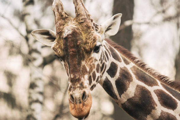 Retrato de um jovem macho reticulado Girafa, Giraffa camelopardalis reticulata. Feche o retrato da girafa Masai. Girafa detalhe cabeça
 - Foto, Imagem