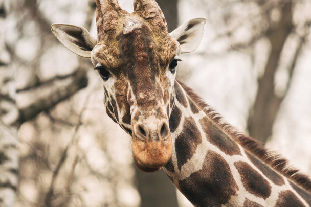 Portrait of a young male Reticulated Giraffe, Giraffa camelopardalis reticulata. Close up portrait of Masai giraffe. Giraffe head detail - Photo, Image