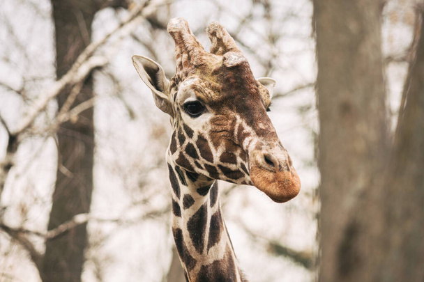 Portret van een jonge man Geraffineerde Giraffe, Giraffa camelopardalis reticulata. Close-up portret van Masai giraffe. Giraffe hoofd detail - Foto, afbeelding