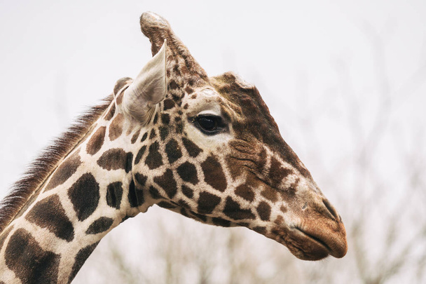 Portrait of a young male Reticulated Giraffe, Giraffa camelopardalis reticulata. Close up portrait of Masai giraffe. Giraffe head detail - Photo, Image