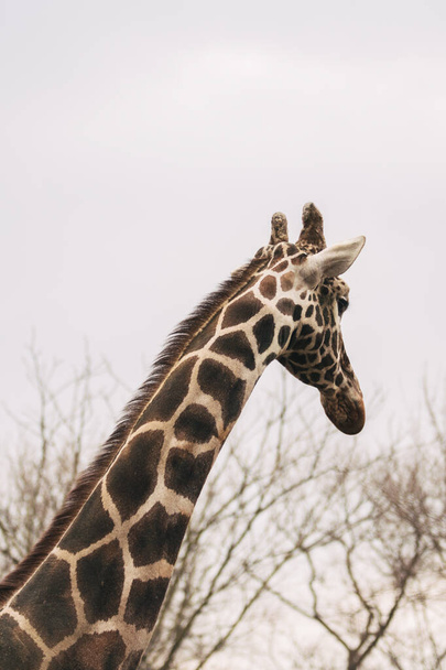 Nuoren miehen muotokuva Reticulated Giraffe, Giraffa camelopardalis reticulata. Lähikuva muotokuva Masai kirahvi. Kirahvin pään yksityiskohta
 - Valokuva, kuva