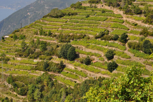 winnice w cinque terre, Włochy - Zdjęcie, obraz
