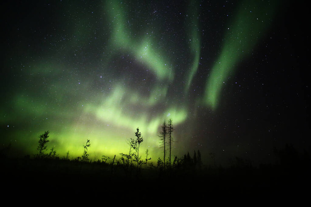 Northern lights over forestscape and dead trees in the night - Photo, Image