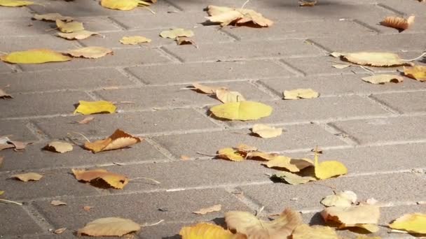 Sárga őszi lombozat a járdaköveken. Évszakok. - Felvétel, videó