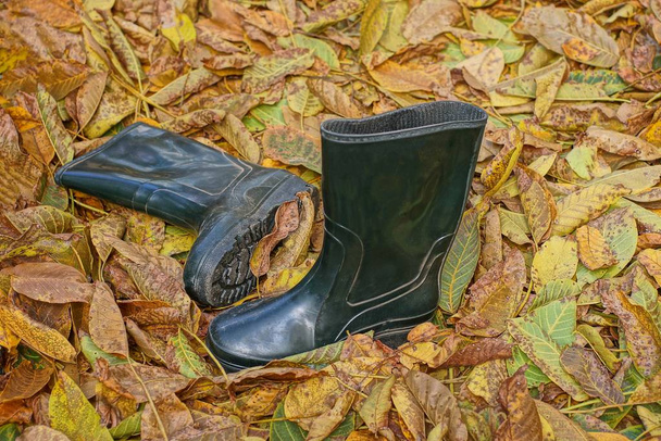 δύο μεγάλες πράσινες μπότες καουτσούκ σταθεί σε ξηρά πεσμένα φύλλα - Φωτογραφία, εικόνα