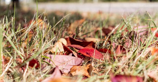草の中の赤い葉が地面を覆う. - 写真・画像