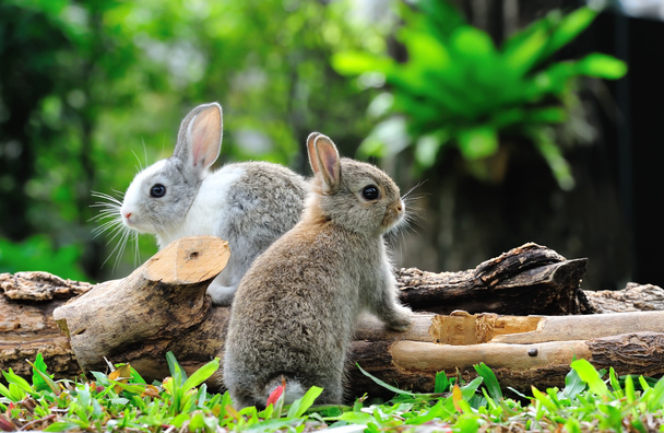 кролик - Фото, изображение