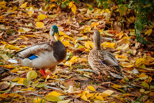 Wild ducks swim in search of food. - Photo, Image