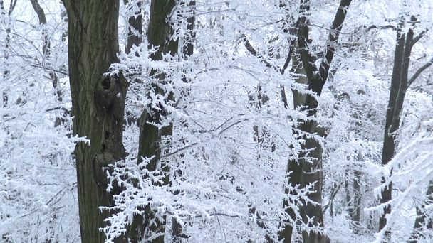 Witte winterbos op een koude winterdag uit Hongarije - Video