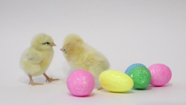 Little yellow chickens and easter eggs on a white background. Little birds. Fluffy chicks. Chicken in childhood. - 映像、動画