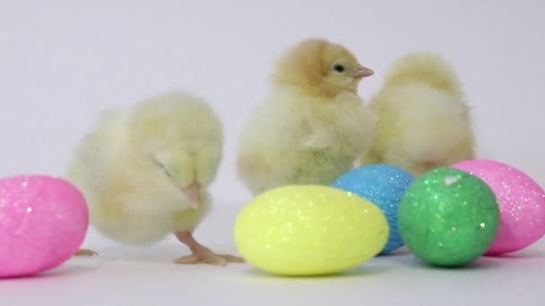 Little yellow chickens and easter eggs on a white background. Little birds. Fluffy chicks. Chicken in childhood. - Filmagem, Vídeo