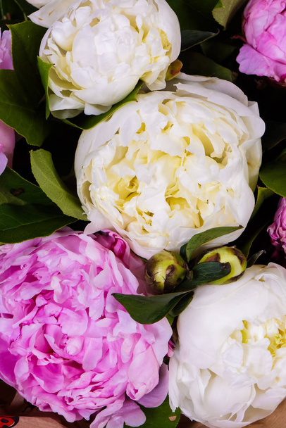 Біло-рожеві квіти крупним планом
 - Фото, зображення