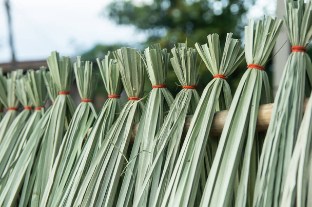Ciperus imbricatus o canne essiccate per stuoie di canne
 - Foto, immagini