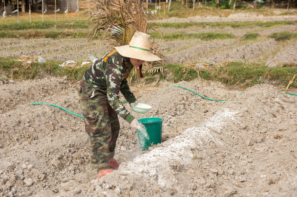 Mujer jardineros poner cal o hidróxido de calcio en el suelo a n
 - Foto, imagen